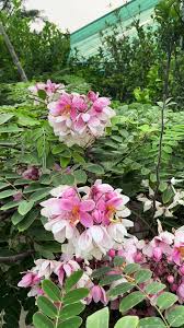 Image result for Cassia nodosa