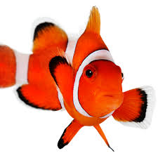 400 fish per acre stocking rate is recommended. Ocellaris Clownfishs For Sale Aquacultured Petco