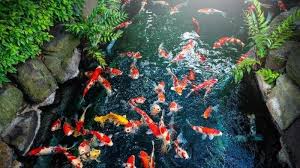 Arti Mimpi Melihat Ikan Menurut Primbon Jawa Perlambang Rezeki Dan Kekayaan Tribun Batam