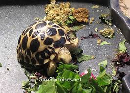 Star Tortoises Diet Foods