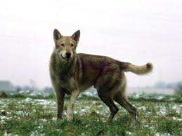 Meilleur jeune chien loup tchécoslovaque au championnat de france 2008 à lyon : Chien Loup De Saarloos Caractere Prix Alimentation Sante Fiche Race Chien