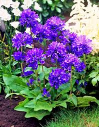 Dwarf Clustered Bellflower 2000 Seeds Campanula Glom Perennial Flower Flower Garden Plants Planting Flowers Beautiful Flowers