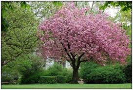 Pin Von Robert Rudolf Auf Garten Baume Garten Pflanzen Garten Bepflanzung