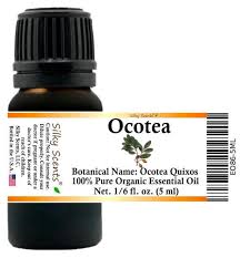 Image result for Ocotea