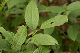 Image result for Pleurolobus