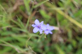Image result for Aristea angolensis