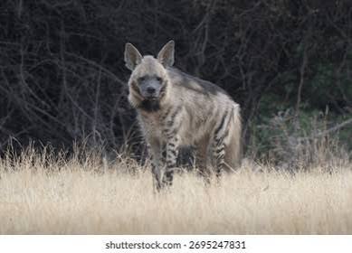 645 Indian Hyena Royalty-Free Images, Stock Photos & Pictures | Shutterstock