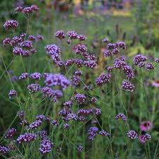 Image result for Verbena officinalis