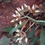 Image result for Kalanchoe lateritia