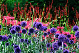 Pin On Garden Match Making