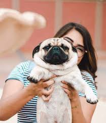 The cost to adopt a pug is. How Much Do Pugs Cost Let S Talk Pug Prices