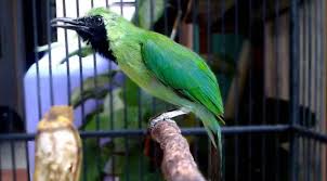Masih bersama website resmi kacer.co.id, pada. Harga Cucak Ijo Lengkap Dan Terbaru Hobi Burung