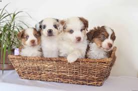 Our puppies are masca (miniature australian shepherd club of a… Rusty Miniature Australian Shepherd Puppy For Sale In Ohio Puppies And Kitties Cute Little Animals Baby Animals