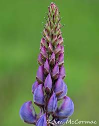 Image result for Lupinus mexicanus