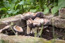 Essbare Pilze Im Garten Zuchten So Legt Man Ein Pilz Beet Im Garten An Pilze Im Garten Pilze Zuchten Essbare Pilze