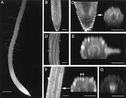 We did not find results for: Cell Proliferation And Hair Tip Growth In The Arabidopsis Root Are Under Mechanistically Different Forms Of Redox Control Pnas