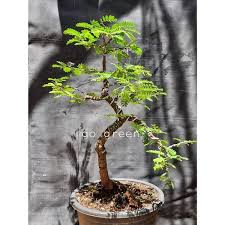 Lihat ide lainnya tentang bonsai, pohon bonsai, bunga. Jual Tanaman Hias Asem Jawa Sudah Bonsai Gambar Asli Di Lapak Go Green Bukalapak