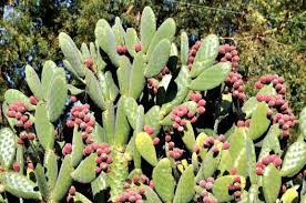 Add a topdressing of gravel, pebbles or sharp sand on top of the compost to. Prickly Pear Cacti Provide Color In Both Spring And Fall