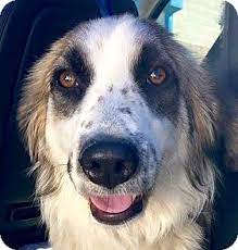 Colorado Springs Co Australian Shepherd Border Collie Mix Meet Bonnie A Dog For Adoption Http Www Adoptapet Com P Australian Shepherd Dog Adoption Pets