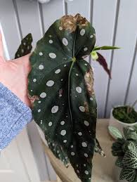 Image result for Brownleea maculata