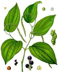 Stevia (/ ˈ s t iː v i ə, ˈ s t ɛ v i ə /) is a natural sweetener and sugar substitute derived from the leaves of the plant species stevia rebaudiana, native to brazil and paraguay. Black Pepper Wikipedia