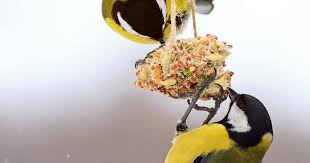 Whole wheat flour 1 tsp. Wild Bird Food Recipes Lovethegarden
