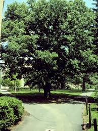 Image result for Ulmaceae