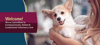 Find veterinarians, veterinary clinics and animal hospitals. Vet Near Me 60071 Lakeview Veterinary Care Richmond Il