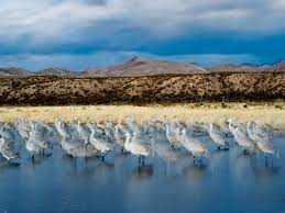 White sands national park, new mexico, usa Bird Watching In Bosque Del Apache Sunset Magazine
