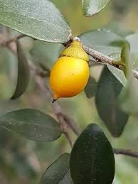 Image result for Diospyros truncatifolia