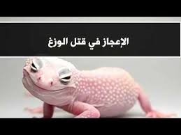 معظم الثعابين تعيش في المياه الضحلة من المحيطات وتحفر في الرمل والطين ، أو بين الصخور ، والغالبية العظمى من أنواع ثعبان السمك ليلية، وبالتالي نادرا ما تظهر نهاراً ، تعيش بعض الأنواع من الثعابين أيضا في المياه العميقة على الرفوف القارية وعلى المنحدرات العميقة علي بعد. Ù‚ØªÙ„ Ø§Ù„Ø¨Ø±Øµ