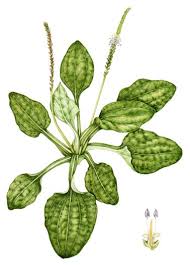 Image result for Plantaginaceae