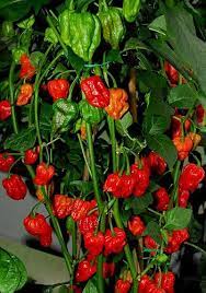 He said radishes grow exceptionally fast in pots. Growing Chiles With Hydroponics Chilli Plant Growing Peppers Stuffed Hot Peppers
