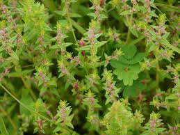 Image result for Ammannia baccifera