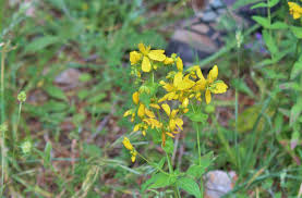 🌼 iperico, il fiore del sole 🌼. Hypericum Perforatum Iperico Erba Di San Giovanni Scacciadiavoli Il Quarto Potere