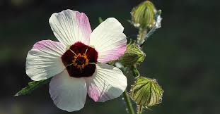 Image result for Tapura fischeri