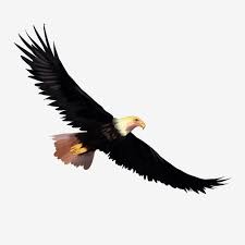 نسر أعطى تعادل عقاب طائر الارتفاع الشديد عقاب طائر عقاب طائر عقاب طائر تصوير النسر رحلة جوية عقاب طائر ر Draw On Photos How To Draw Hands Bald Eagle