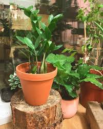 Zee Zee Plant They Are So Lush And Green All Year Round But Be Careful That Your Pets Don T Eat Them Bitki