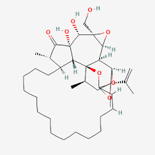 Image result for Synaptolepis