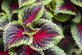 Image result for Coleus foliatus