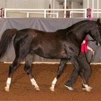 pictorial guide to horse colors part 1 chestnut bay brown