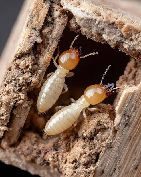 What Are Termites - McKenna Pest Control | Seventeen Mile Rocks QLD