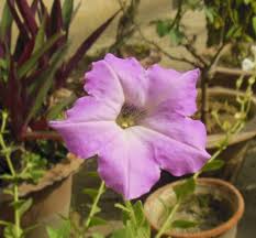 Image result for Petunia axillaris