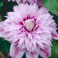 Check spelling or type a new query. Buy Clematis Josephine Deciduous Climbing Shrub Free Uk Delivery