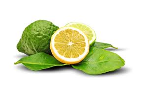 Výsledok vyhľadávania obrázkov pre dopyt bergamot