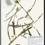 Image result for Aeschynomene afraspera