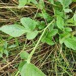 Image result for Cucumis prophetarum