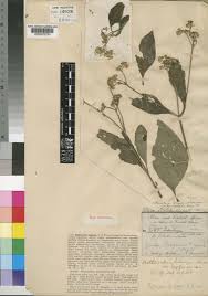 Image result for Bothriocline longipes