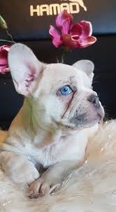 French bulldog information, how long do they live, height and weight, do they shed, personality traits, how much do they cost, common health issues. Lilac Isabella Merle Female Rar Frenchieforsale Frenchie4sale Frenchbulldogforsale Frenchbulldog Frenchiebulldog French French Bulldog Bulldog Animals