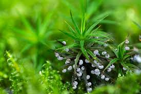 Image result for Melanospermum